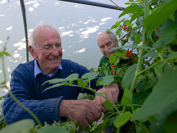 countrymen runner beans photo
