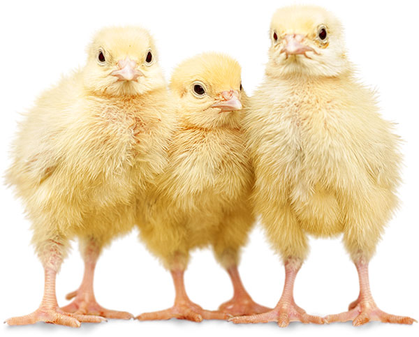 chicks