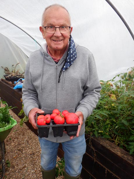 growing tomatoes at countrymen uk