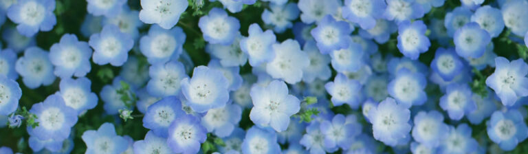 blue flowers